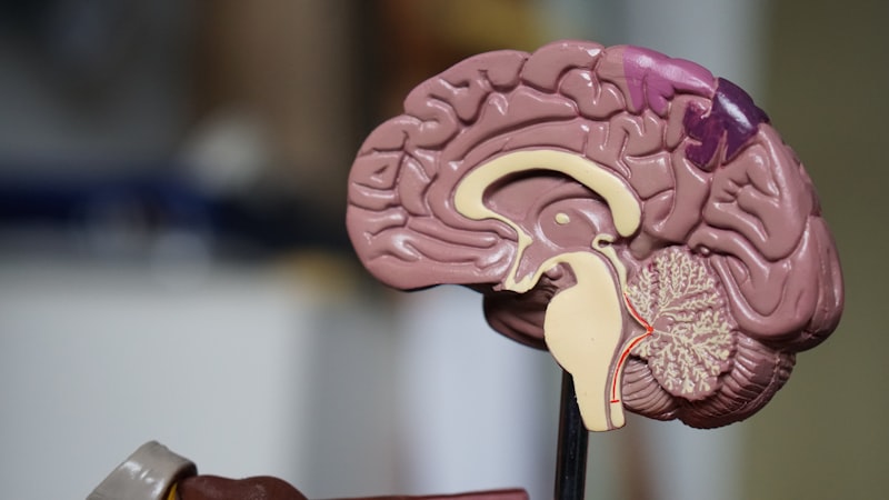 Human Memory vs AI Memory: Why We Forget (And Machines Don't)
